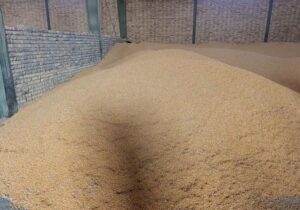 تأمین فوری ۱۸۰ هزار تن ذرت و جو برای دامداران