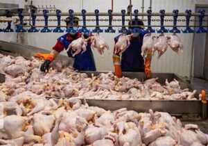 تولید شیر، مرغ و تخم مرغ ۳۰ درصد بیشتر از نیاز داخل است