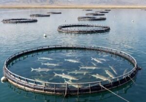 لزوم رفع موانع تولید بخش شیلات در شرایط جنگی