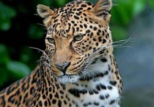 تلف شدن پلنگ ایرانی در برخورد با قطار در فیروزکوه