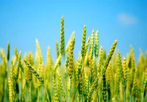 خرید تضمینی گندم از هفته آینده آغاز می‌شود