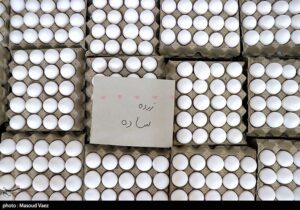 قیمت تخم مرغ کاهش می‌یابد