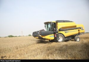 قیمت گندم ۵نرخی شد