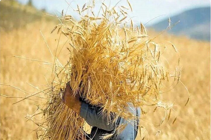 حکمرانی محلی و تابآوری غذایی در شرایط جنگی