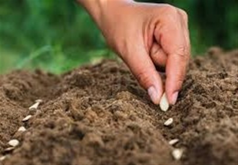 سالانه ۱۰۰ میلیون دلار پای بذرهای وارداتی ریخته میشود