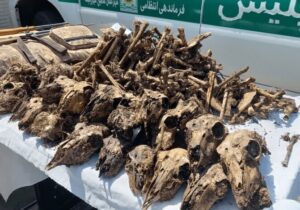 توضیح محیط‌زیست درباره کشف ۴۱ جمجمه حیات‌وحش از خانه‌ای در شاهین‌شهر