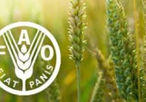 شاخص قیمت جهانی مواد غذایی در مسیر صعود؛ شکر پیشتاز گرانی