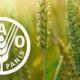 شاخص قیمت جهانی مواد غذایی در مسیر صعود؛ شکر پیشتاز گرانی